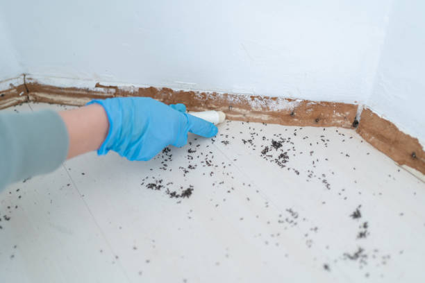 Best Termite Inspection and Treatment  in Danville, PA